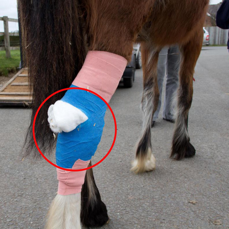 Veterinárny obväz na kopytá, samolepiaci, nelepí na srsť ani na kožu; materiál: netkaná textília + elastan; elasticita 200–220%; vhodný pre skot, ovce a kone