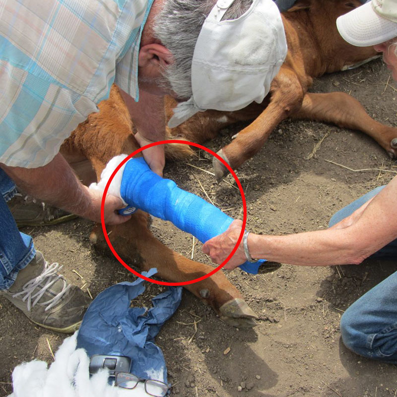 Veterinárny obväz na kopytá, samolepiaci, nelepí na srsť ani na kožu; materiál: netkaná textília + elastan; elasticita 200–220%; vhodný pre skot, ovce a kone