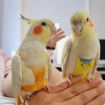 Ρούχα για παπαγάλο με πάνα, ρυθμιζόμενα, ύφασμα Pro-pet