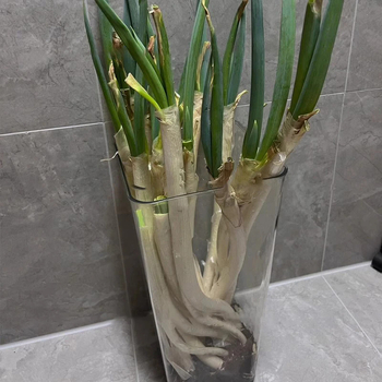 Casetă de depozitare, transparentă, cu capacitate mare, organizator de bucătărie pentru ceapă, usturoi și ghimbir