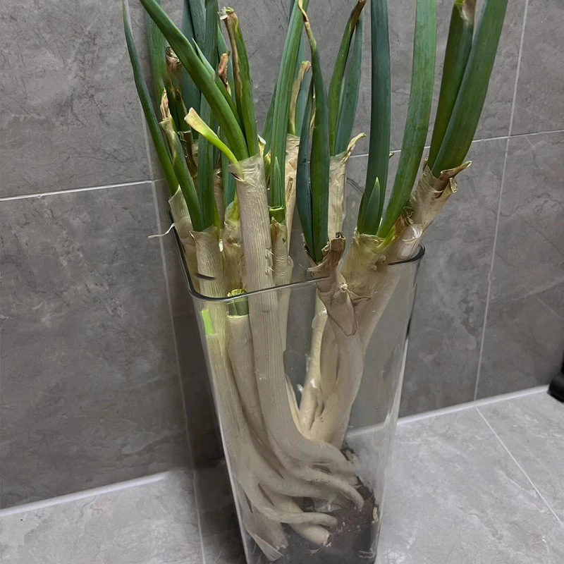 Casetă de depozitare, transparentă, cu capacitate mare, organizator de bucătărie pentru ceapă, usturoi și ghimbir