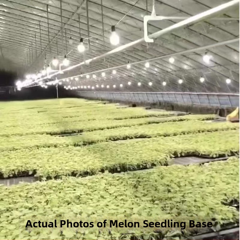 LED lemputė pilno spektrą augalų augimui, 32 LED, 2015 lm, 220V įvadas, Mullinsen lustas, 30000 h tarnavimo laikas