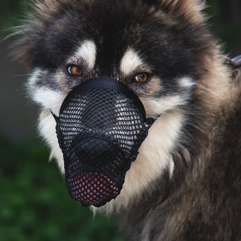 Botnička za Bichon Frise i male pse – poliester, bez uvoza, Marka: Drugo, zaštita od ugriza i lizanja, sprječavanje slučajnog gutanja