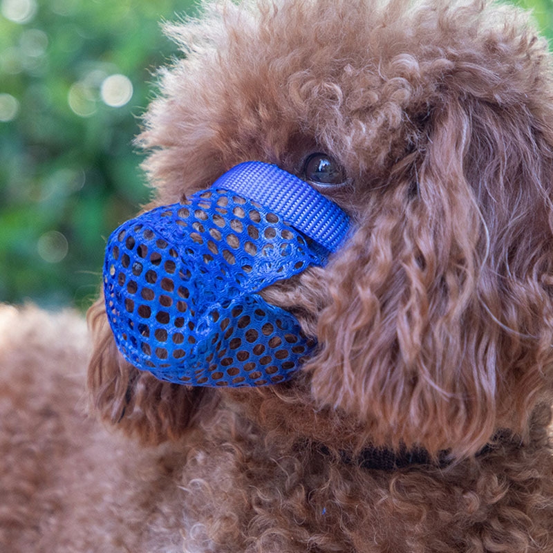 Botnička za Bichon Frise i male pse – poliester, bez uvoza, Marka: Drugo, zaštita od ugriza i lizanja, sprječavanje slučajnog gutanja