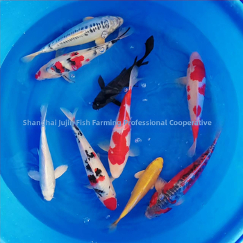 Koi karpis – gyva dekoratyvinė žuvis, Prekės kodas 458975, Prekės ženklas Gathering Gold