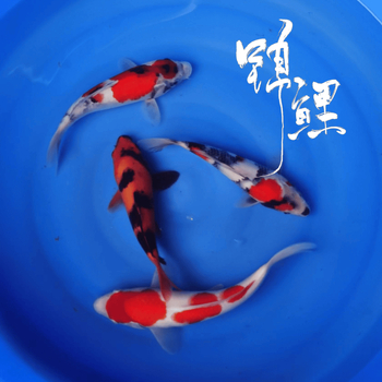 Koi karpis – gyva dekoratyvinė žuvis, Prekės kodas 458975, Prekės ženklas Gathering Gold