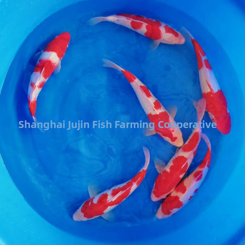 Koi karpis – gyva dekoratyvinė žuvis, Prekės kodas 458975, Prekės ženklas Gathering Gold