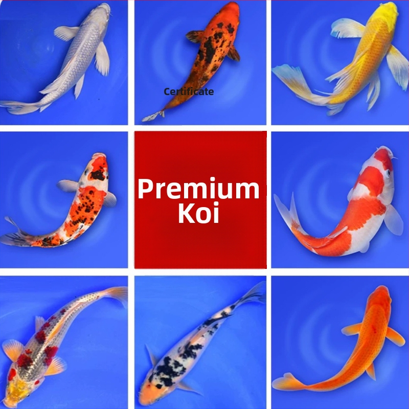 Koi karpis – gyva dekoratyvinė žuvis, Prekės kodas 458975, Prekės ženklas Gathering Gold