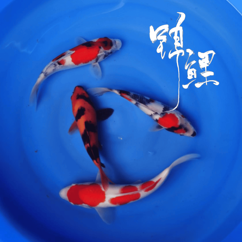 Koi karpis – gyva dekoratyvinė žuvis, Prekės kodas 458975, Prekės ženklas Gathering Gold