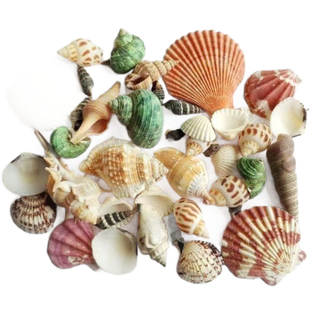 Little dream Akvariumo kriauklių rinkinys – natūralios kriauklės ir konchų mikropeizažui, pritaikomi materialai