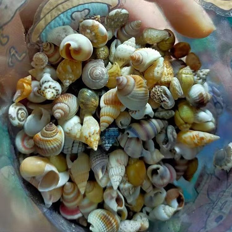 Little dream Akvariumo kriauklių rinkinys – natūralios kriauklės ir konchų mikropeizažui, pritaikomi materialai