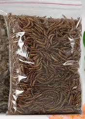 Nai chong kuivatatud putukad – akvaariumi lemmikloomade toit