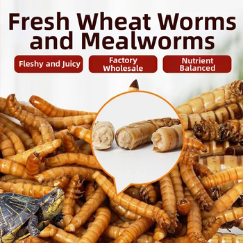 Nai chong kuivatatud putukad – akvaariumi lemmikloomade toit