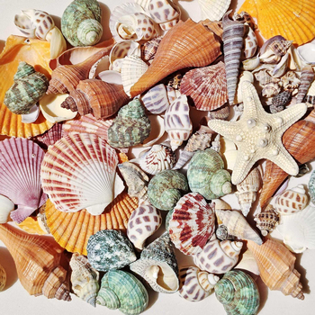 Akvārija dekoru komplekts: dabiskas čaulas, jūras zvaigznes, korāli; Vidusjūras stils; dabīgs dizains; dāvana dzimšanas dienā, izlaidumā, ceļojumā.