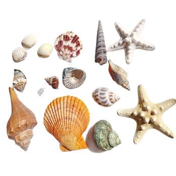 Akvārija dekoru komplekts: dabiskas čaulas, jūras zvaigznes, korāli; Vidusjūras stils; dabīgs dizains; dāvana dzimšanas dienā, izlaidumā, ceļojumā.