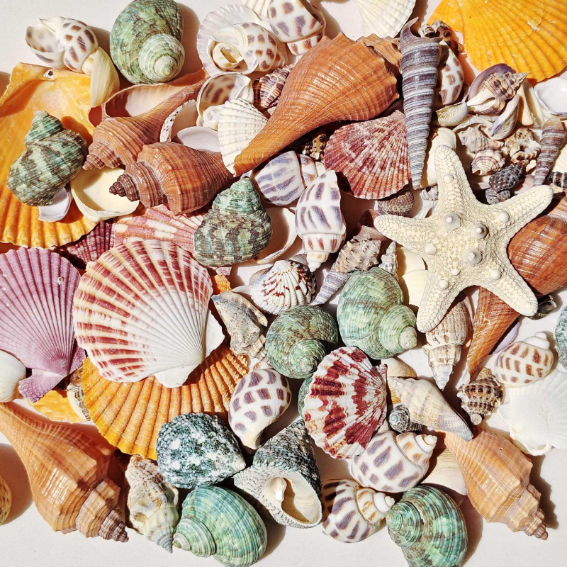 Akvārija dekoru komplekts: dabiskas čaulas, jūras zvaigznes, korāli; Vidusjūras stils; dabīgs dizains; dāvana dzimšanas dienā, izlaidumā, ceļojumā.