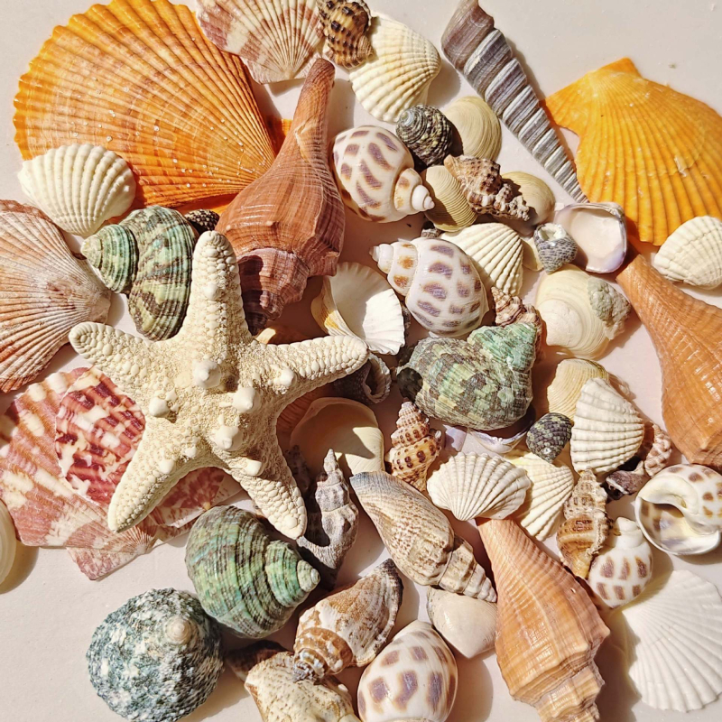 Akvārija dekoru komplekts: dabiskas čaulas, jūras zvaigznes, korāli; Vidusjūras stils; dabīgs dizains; dāvana dzimšanas dienā, izlaidumā, ceļojumā.