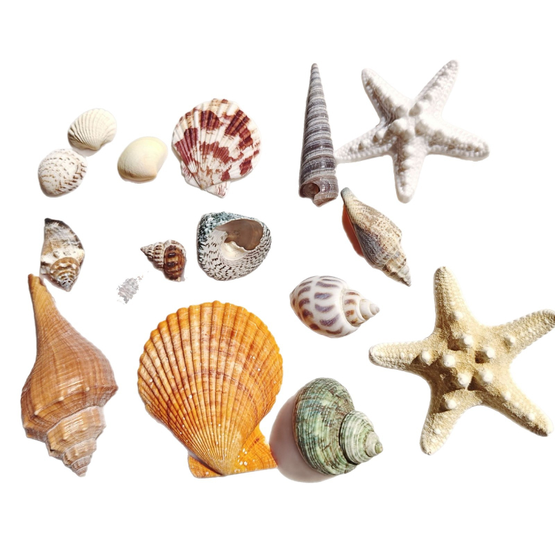 Akvārija dekoru komplekts: dabiskas čaulas, jūras zvaigznes, korāli; Vidusjūras stils; dabīgs dizains; dāvana dzimšanas dienā, izlaidumā, ceļojumā.