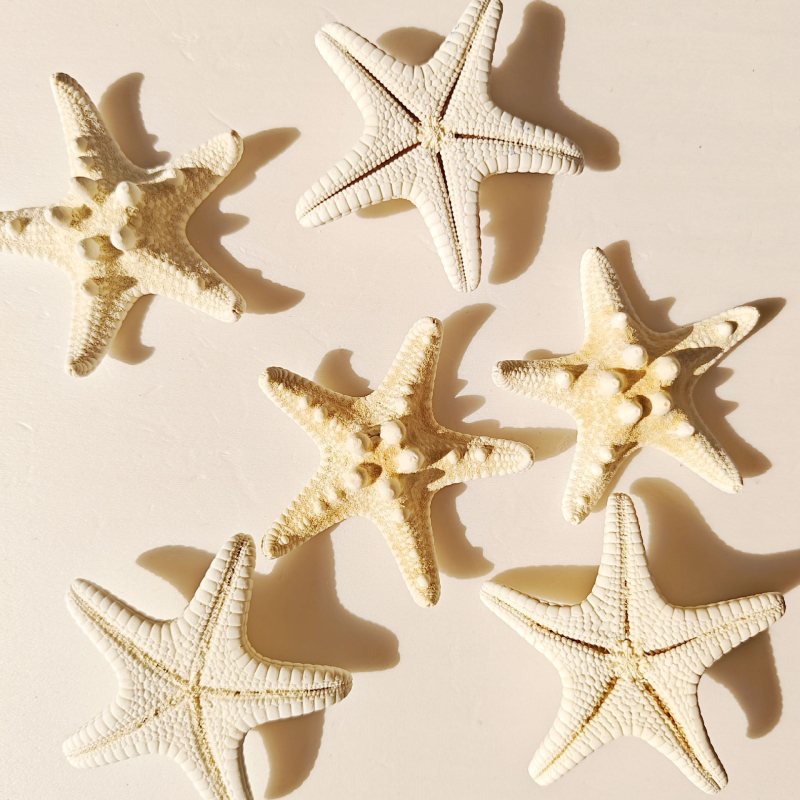 Akvārija dekoru komplekts: dabiskas čaulas, jūras zvaigznes, korāli; Vidusjūras stils; dabīgs dizains; dāvana dzimšanas dienā, izlaidumā, ceļojumā.