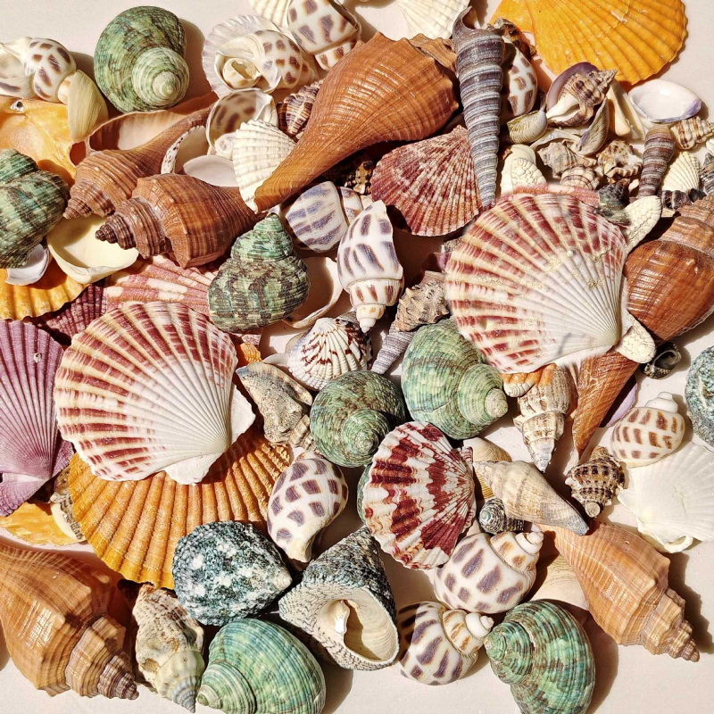 Akvārija dekoru komplekts: dabiskas čaulas, jūras zvaigznes, korāli; Vidusjūras stils; dabīgs dizains; dāvana dzimšanas dienā, izlaidumā, ceļojumā.