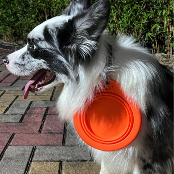 Κυκλική πτυσσόμενη σιλικόνης μπολ για κατοικίδια, εξωτερική φορητή για σίτιση και πόσιμο, μπολ για γάτες και σκύλους