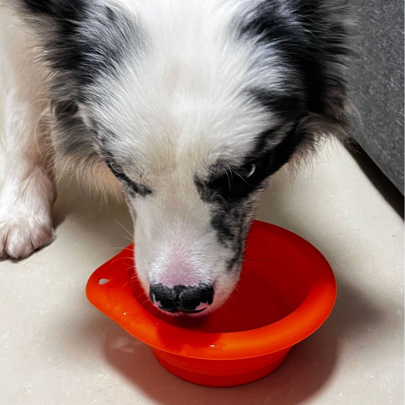 Κυκλική πτυσσόμενη σιλικόνης μπολ για κατοικίδια, εξωτερική φορητή για σίτιση και πόσιμο, μπολ για γάτες και σκύλους