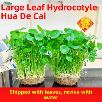 Hüdropooniline Pennywort taim siseõhu puhastamiseks, kontori lauale, aastaringselt rohelises, optimaalne kasvutemperatuur 25°C, neutraalne valgustus