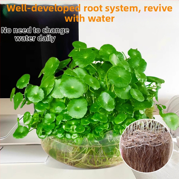 Hüdropooniline Pennywort taim siseõhu puhastamiseks, kontori lauale, aastaringselt rohelises, optimaalne kasvutemperatuur 25°C, neutraalne valgustus