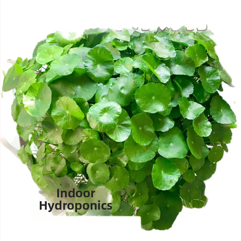 Hüdropooniline Pennywort taim siseõhu puhastamiseks, kontori lauale, aastaringselt rohelises, optimaalne kasvutemperatuur 25°C, neutraalne valgustus