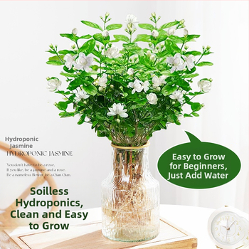 Jasmiini hüdroponiline sise taim — potitaimed elutoa ja kontori lauale, nelja aastaaja bonsai, neutraalne valgustus, kasv 25°C juures