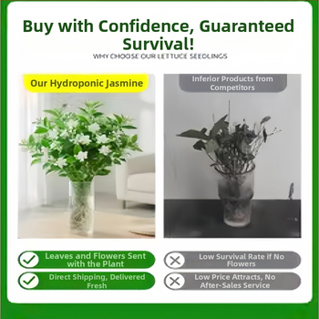 Jasmiini hüdroponiline sise taim — potitaimed elutoa ja kontori lauale, nelja aastaaja bonsai, neutraalne valgustus, kasv 25°C juures