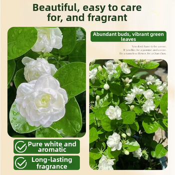 Jasmiini hüdroponiline sise taim — potitaimed elutoa ja kontori lauale, nelja aastaaja bonsai, neutraalne valgustus, kasv 25°C juures