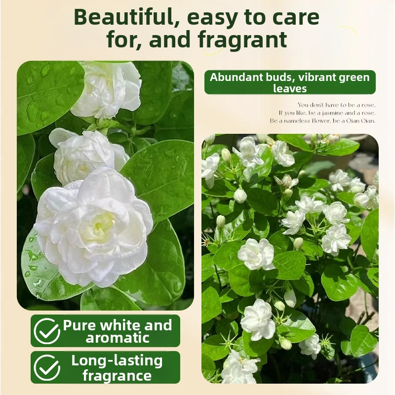 Jazminų hidropoinis vidaus augalas — vazoninė gėlė svetainei ir biurui, bonsai visoms keturioms metų laikams, neutrali šviesa, auga 25°C