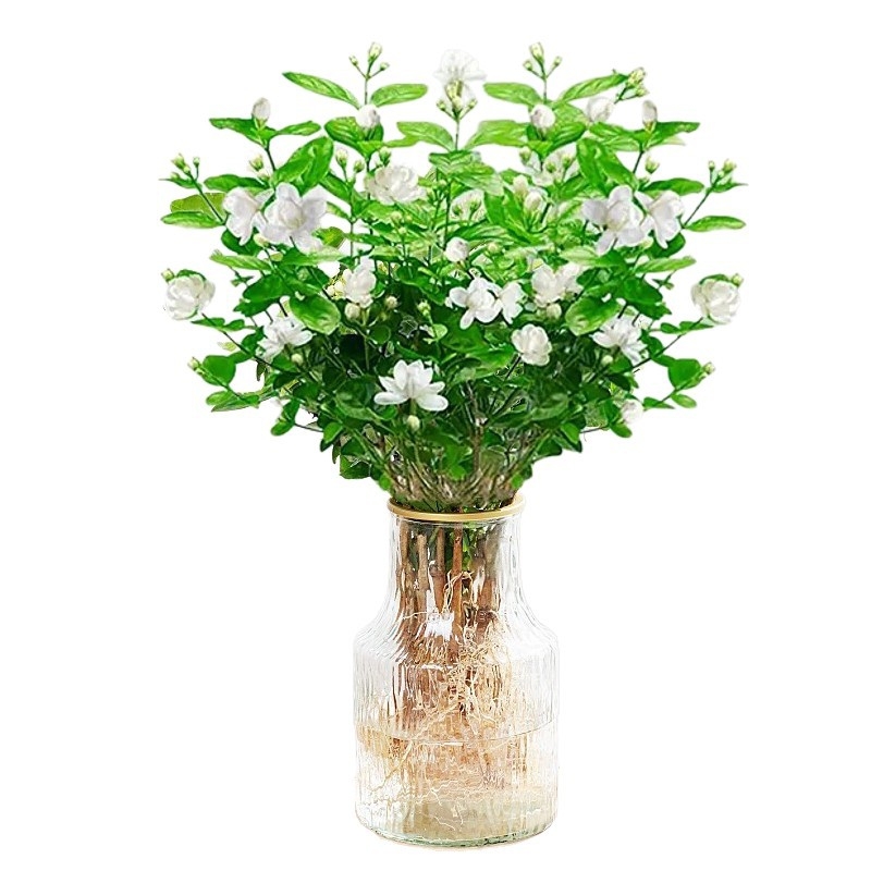 Джасмин хидропонно вътрешно растение — саксийни цветя за хол и офис, бонсай за четирите сезона, неутрално осветление, растеж при 25°C