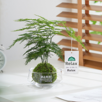 Hidroponiskā sūnas bumba biroja galdam – attīra gaisu, lapu aug