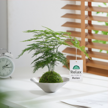 Hidroponiskā sūnas bumba biroja galdam – attīra gaisu, lapu aug