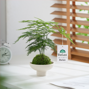 Hidroponiskā sūnas bumba biroja galdam – attīra gaisu, lapu aug