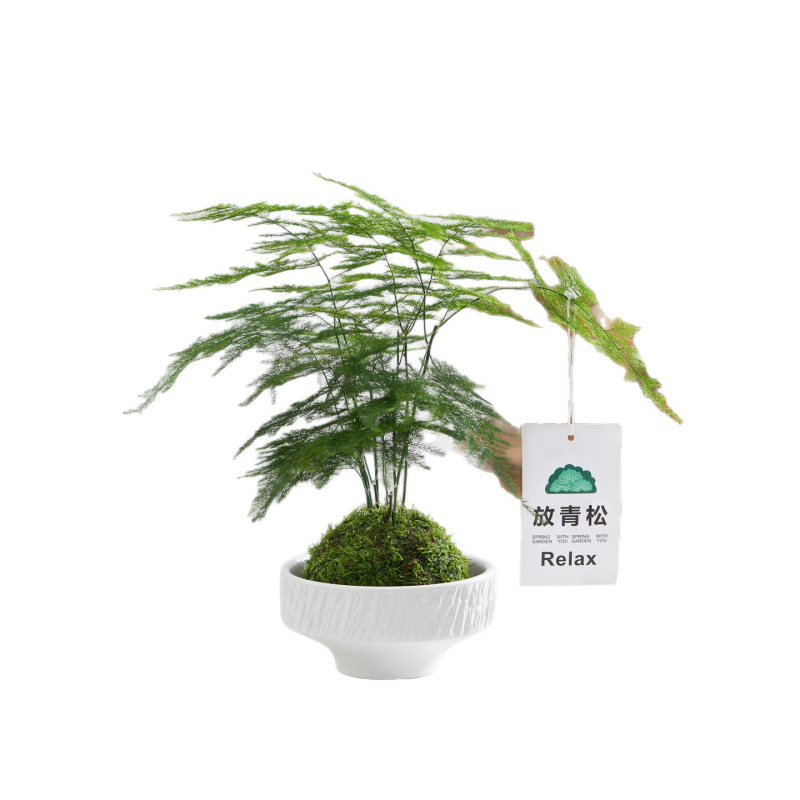 Хидропонно растение с мъхова топка за офис бюро – пречиства въздуха, вид Аспарагус, листно растение