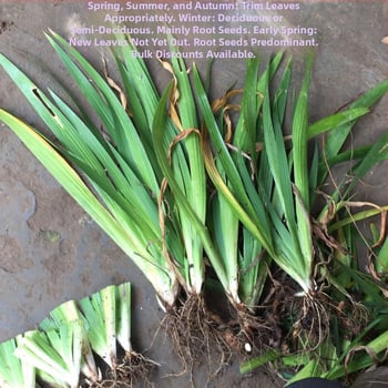 Irisų sodinukai kiemo želdinimui - Green friends seed industry - Optimali temperatūra 23°C, Saulės mylėtojai, Drėgmės mėgėjai