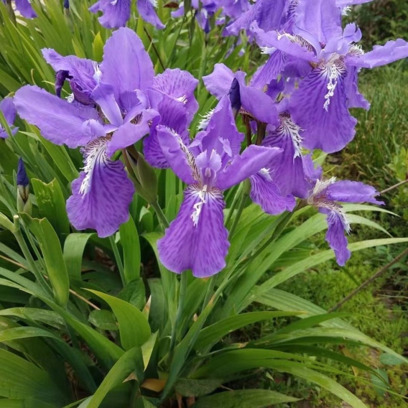 Irisų sodinukai kiemo želdinimui - Green friends seed industry - Optimali temperatūra 23°C, Saulės mylėtojai, Drėgmės mėgėjai