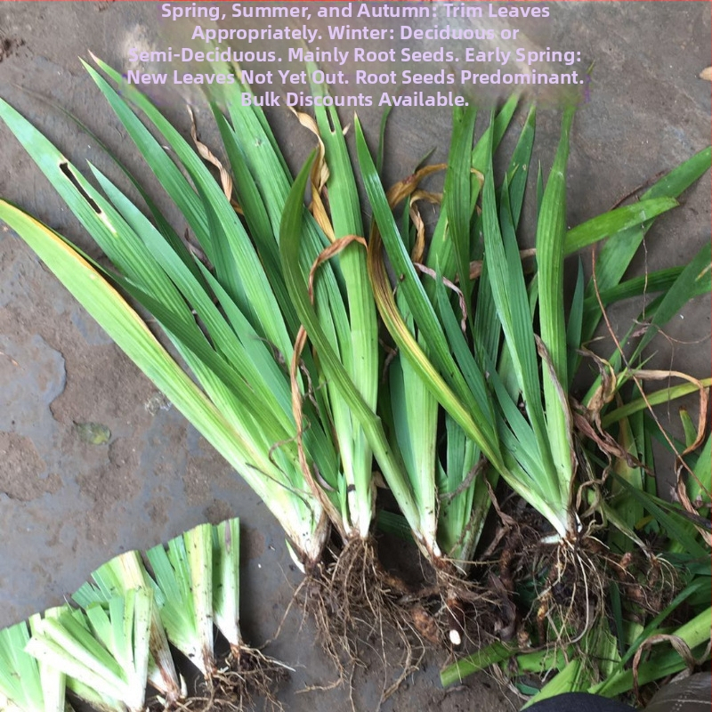 Irisų sodinukai kiemo želdinimui - Green friends seed industry - Optimali temperatūra 23°C, Saulės mylėtojai, Drėgmės mėgėjai