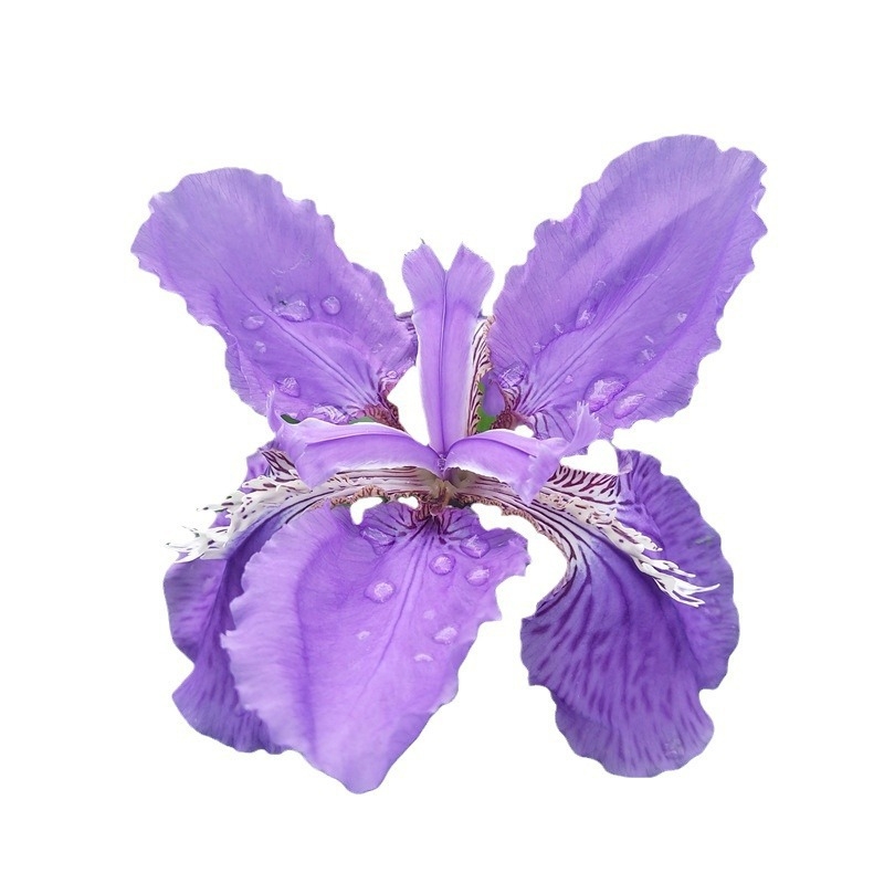 Irisų sodinukai kiemo želdinimui - Green friends seed industry - Optimali temperatūra 23°C, Saulės mylėtojai, Drėgmės mėgėjai