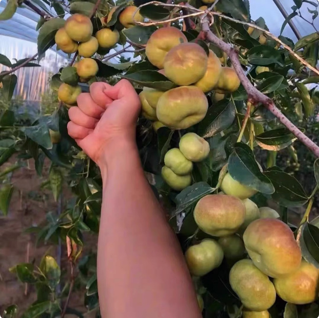 Jujube oltvány, Jingcang No.1 fajta, termés nyár–ősz, ideális cserépben és kertben