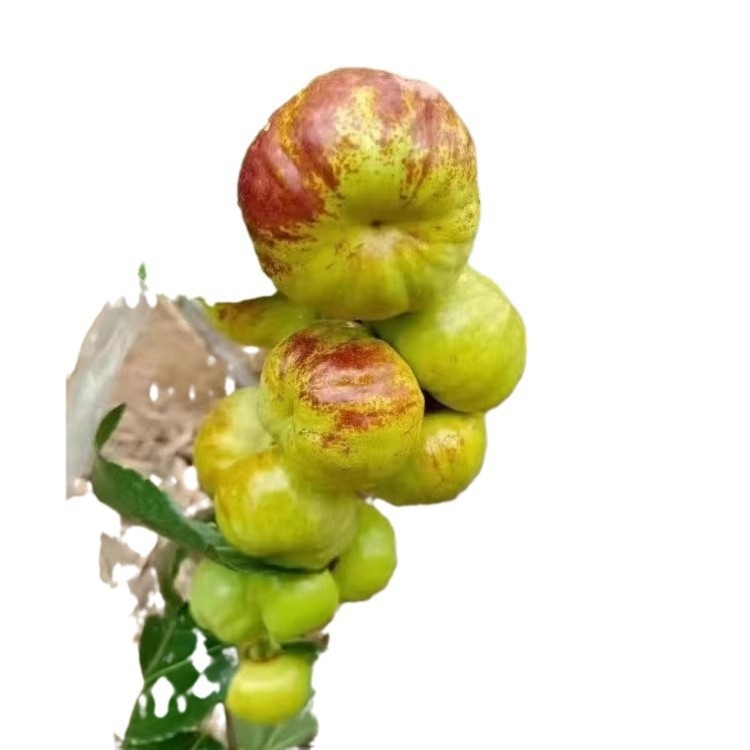 Jujube oltvány, Jingcang No.1 fajta, termés nyár–ősz, ideális cserépben és kertben