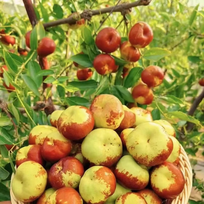 Jujube oltvány, Jingcang No.1 fajta, termés nyár–ősz, ideális cserépben és kertben