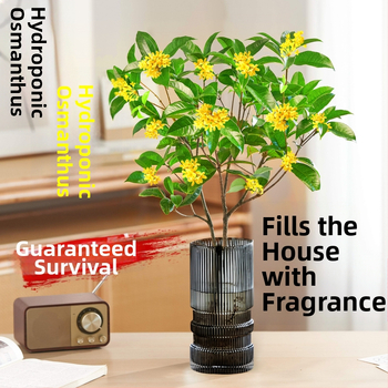 Hidroponiska Osmanthus stāds ar stipru aromātu, piemērots darbam pie galda, rudens ziedēšana, optimālā temperatūra 20°C