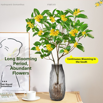 Hidroponiska Osmanthus stāds ar stipru aromātu, piemērots darbam pie galda, rudens ziedēšana, optimālā temperatūra 20°C