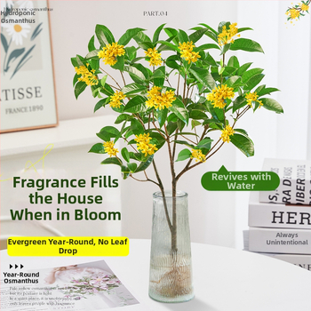 Hidroponiska Osmanthus stāds ar stipru aromātu, piemērots darbam pie galda, rudens ziedēšana, optimālā temperatūra 20°C