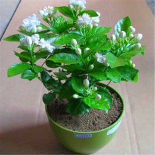 Tiger Head Jasmine iekšējā podā — spēcīgs aromāts, tīra gaisu, mitrumu mīlošs, mūsdienīgs minimālisma stils, produkta kods AL1000906146