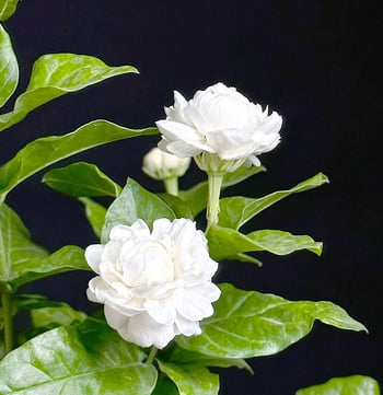 Tiger Head Jasmine iekšējā podā — spēcīgs aromāts, tīra gaisu, mitrumu mīlošs, mūsdienīgs minimālisma stils, produkta kods AL1000906146